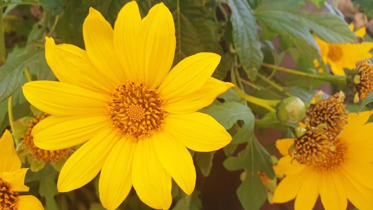 Finca Maracuya El Paso Eksteriør bilde